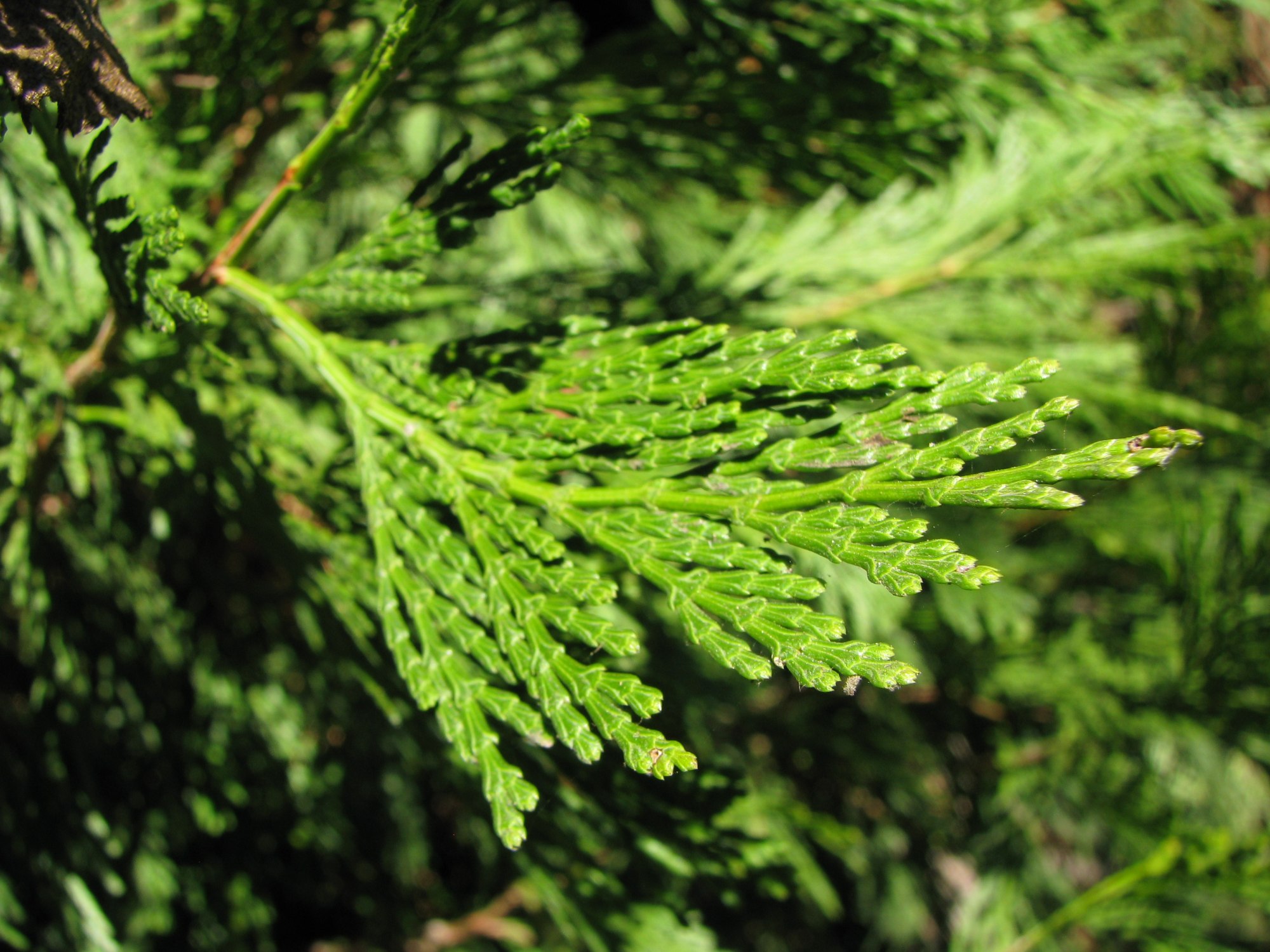 Plant Communities Environmental Nature Center